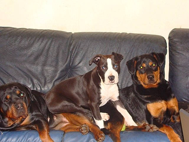 Brooke a rejoint le concours — aidez-le/la à gagner de superbes lots ! bored, canidae, carnivore, comfort, companion_dog, couch, dog, dog_breed, dog_supply, furniture, guard_dog, liver, living_room, paw, room, sleeper_chair, sporting_group, studio_couch, working_animal, working_dog