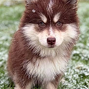 Angel participe au concours pour gagner de l'argent avec cette photo : adorable, animal, brown, canine, cute, dog, eyes, fluffy, fur, grass, nature, outdoor, pet, portrait, puppy, snow, standing, white, winter, young