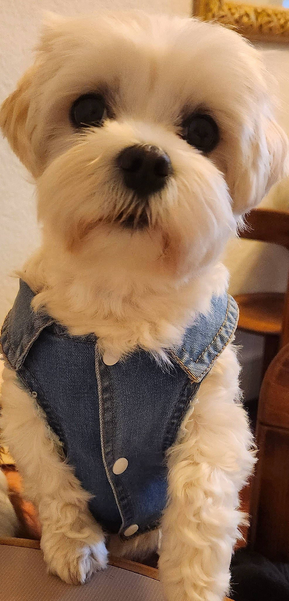 Molly a rejoint le concours — aidez-le/la à gagner de superbes lots ! canidae, carnivore, collar, companion_dog, dog, dog_breed, dog_clothes, dog_collar, dog_supply, fashion_accessory, fur, maltepoo, shih_poo, small_terrier, snout, sporting_group, terrier, toy_dog, white, working_animal