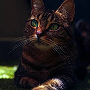 Pix a rejoint le concours — aidez-le/la à gagner de superbes lots ! cat, tabby, green_eyes, whiskers, grass, paw, animal, pet, feline, closeup, portrait, relaxed, sunlight, shadow, nature, cute, domestic_cat, fur, indoor, calm