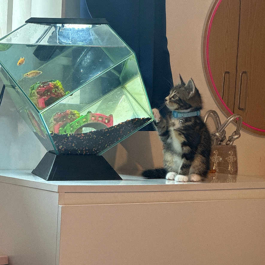 Apollo joined the competition — help win amazing prizes! aquarium, cat, collar, curious, curtain, decoration, dressed_furniture, fish, fish_tank, glass, indoor, kitten, paw, pet, playful, reflection, room, small_fish, tank_water, white_dresser