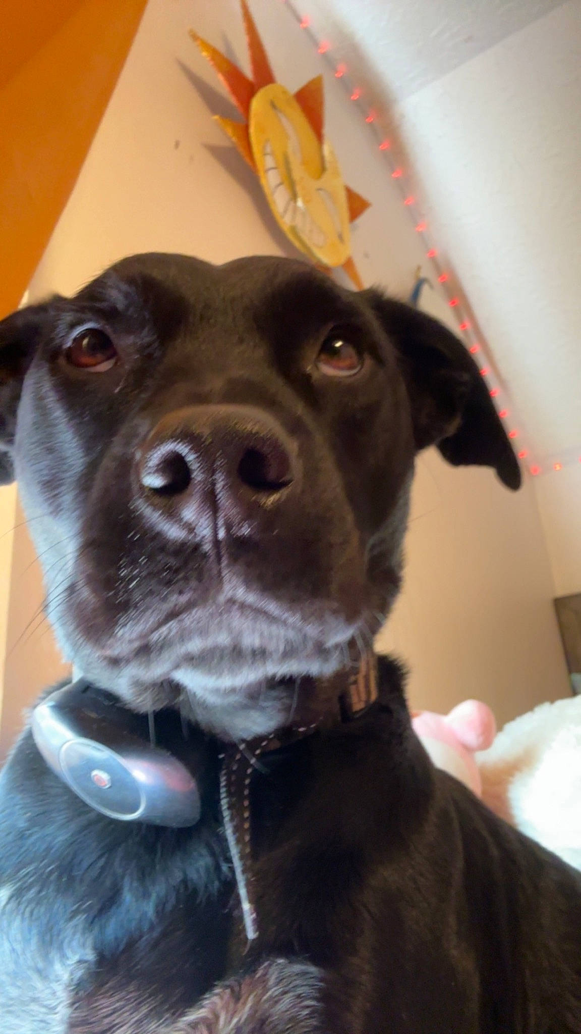 Ranger joined the competition — help win amazing prizes! borador, canidae, carnivore, collar, companion_dog, dog, dog_breed, dog_collar, ear, electric_blue, fashion_accessory, fawn, fur, liver, pet_supply, pointing_breed, retriever, sporting_group, whiskers, working_animal