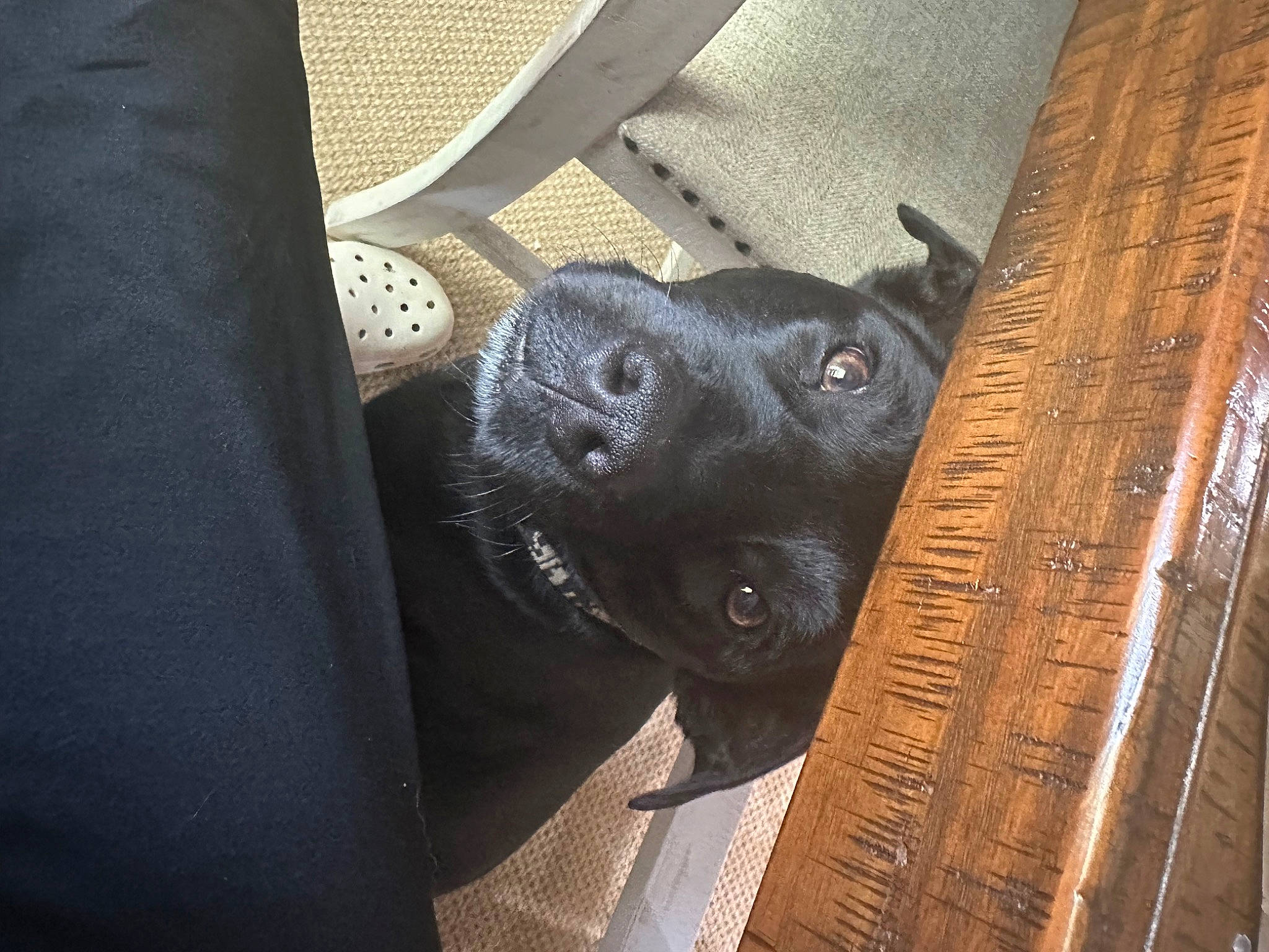 Ranger joined the competition — help win amazing prizes! black_cat, borador, canidae, carnivore, companion_dog, dog, dog_breed, dog_collar, electric_blue, fawn, fur, guard_dog, hardwood, non_sporting_group, snout, sporting_group, varnish, whiskers, wood, working_animal