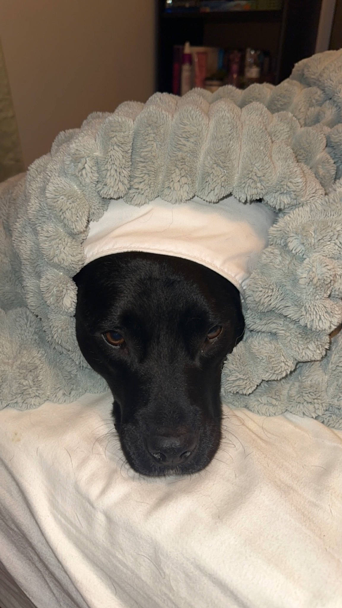 Ranger is registered to the contest to win money with this photo: borador, canidae, cap, carnivore, comfort, companion_dog, dog, dog_breed, fawn, fur, guard_dog, hat, labrador_retriever, liver, puppy, snout, sporting_group, tail, whiskers, working_animal