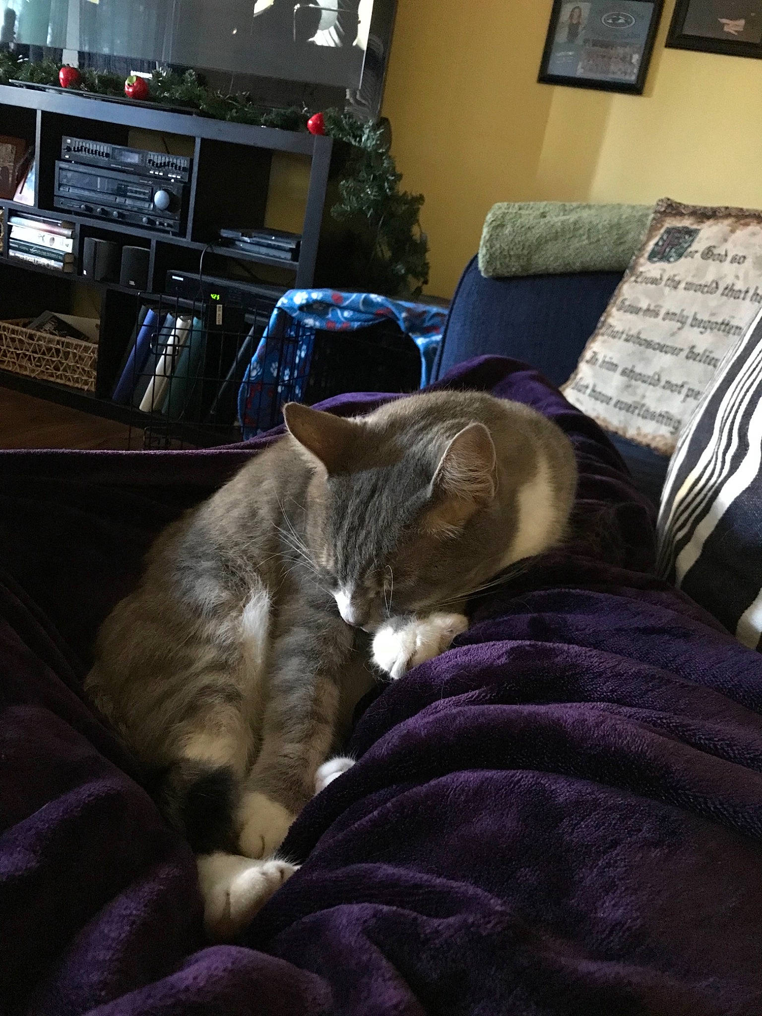 Mellow joined the competition — help win amazing prizes! asian, carnivore, cat, comfort, felidae, fur, furniture, lap, nap, room, sleep, small_to_medium_sized_cats, snout, whiskers