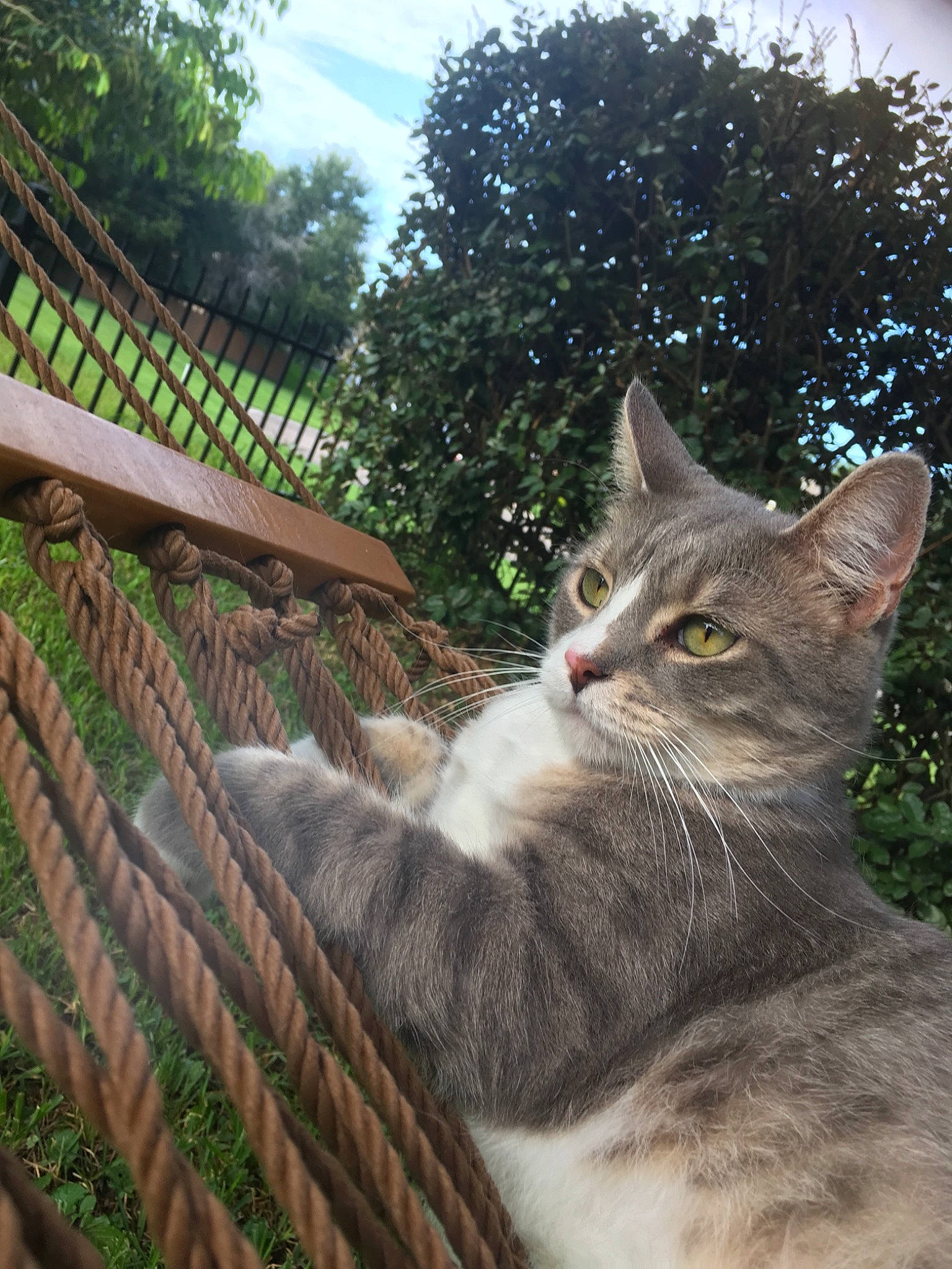 Mellow is registered to the contest to win money with this photo: aegean_cat, asian, carnivore, cat, domestic_short_haired_cat, european_shorthair, eye, fawn, felidae, fur, maine_coon, plant, small_to_medium_sized_cats, tabby_cat, tail, tree, whiskers, wild_cat