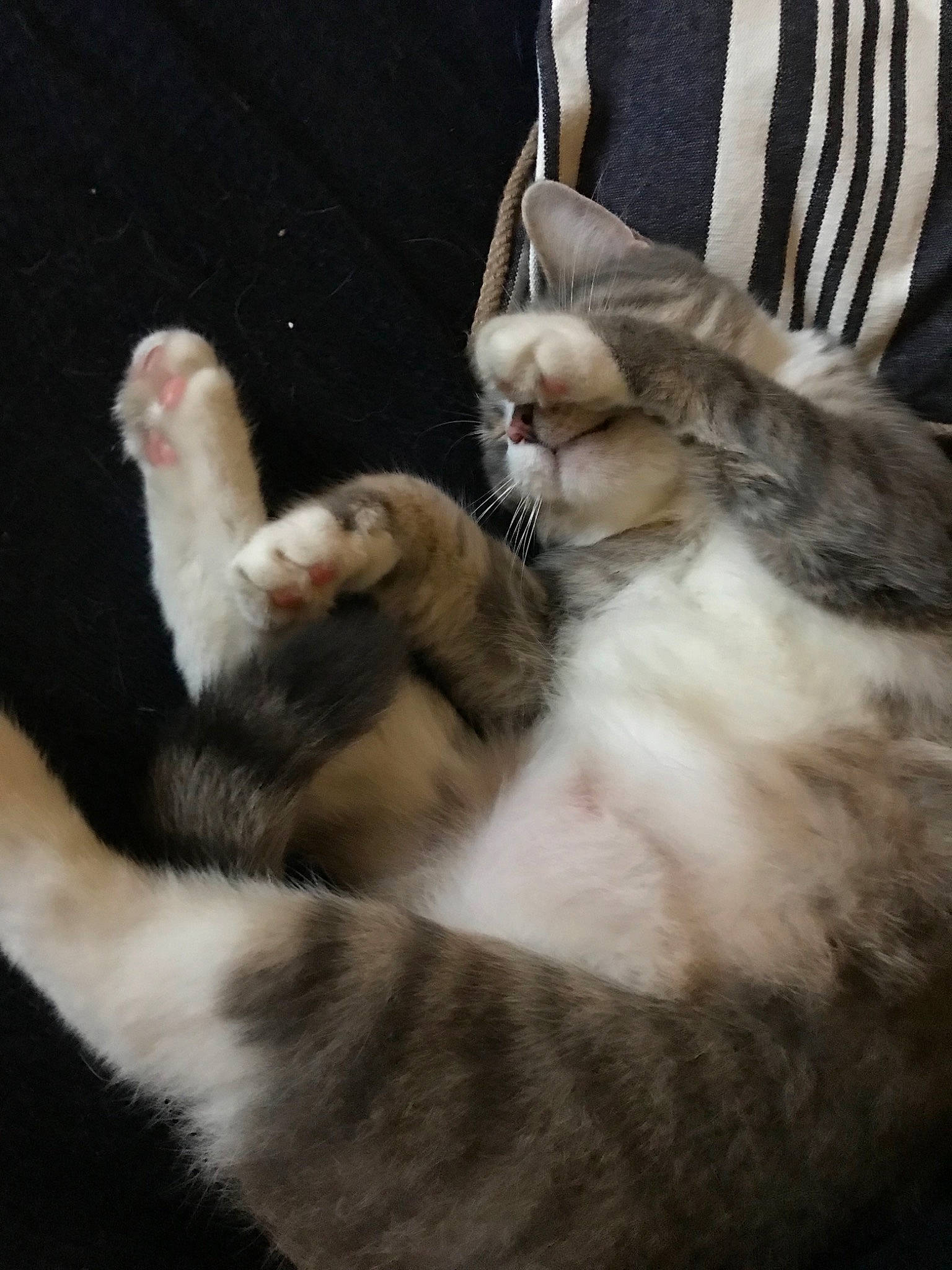 Mellow joined the competition — help win amazing prizes! asian, carnivore, cat, claw, ear, egyptian_mau, european_shorthair, fawn, felidae, fur, kitten, mammal, munchkin, norwegian_forest_cat, paw, polydactyl_cat, small_to_medium_sized_cats, tabby_cat, tail, whiskers