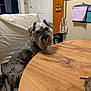 animal, canine, chair, curious, dog, domestic_animal, door, fridge, fur, furniture, household, indoor, kitchen, looking, note, pet, schnauzer, seated, table, wooden_table