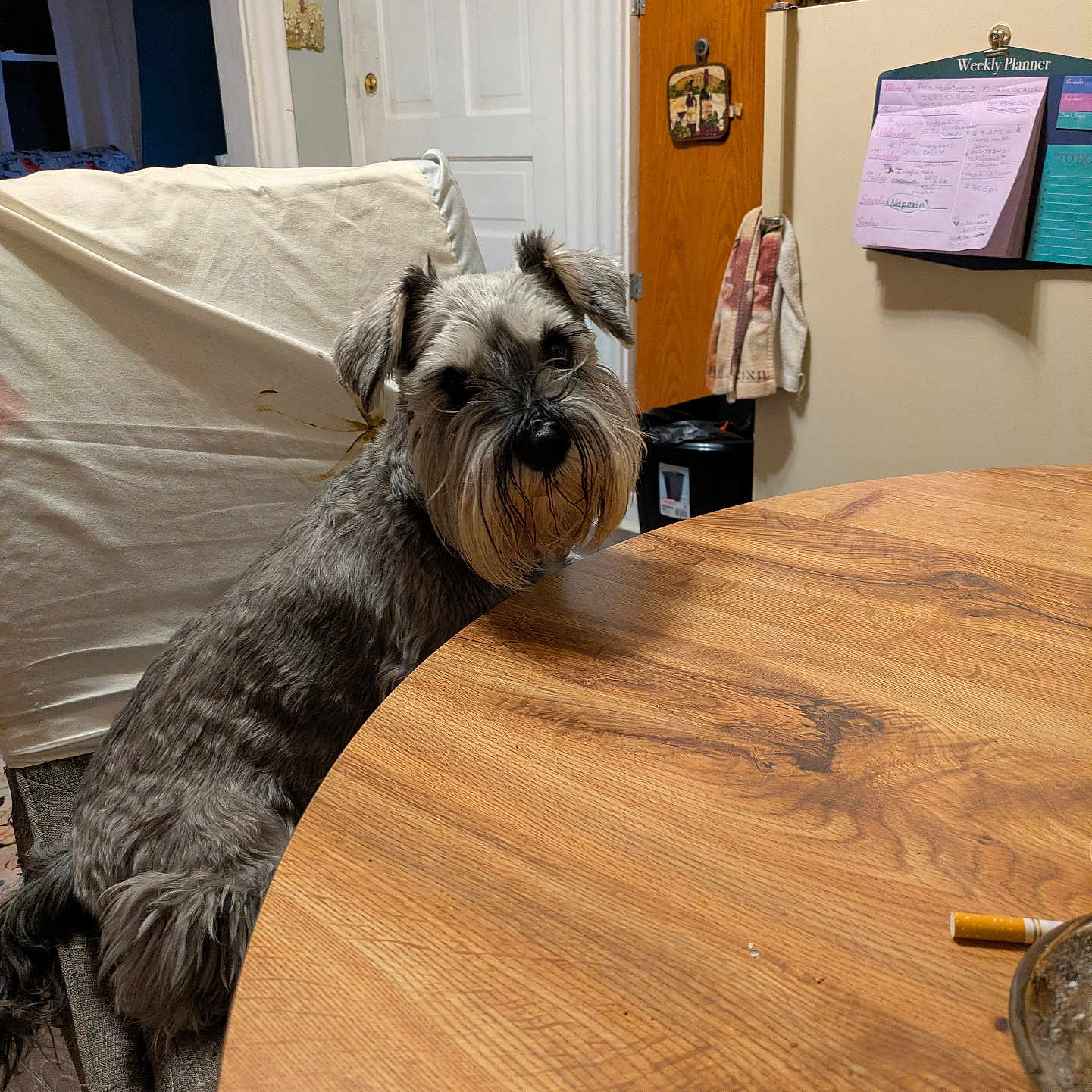 Van is registered to the contest to win money with this photo: animal, canine, chair, curious, dog, domestic_animal, door, fridge, fur, furniture, household, indoor, kitchen, looking, note, pet, schnauzer, seated, table, wooden_table