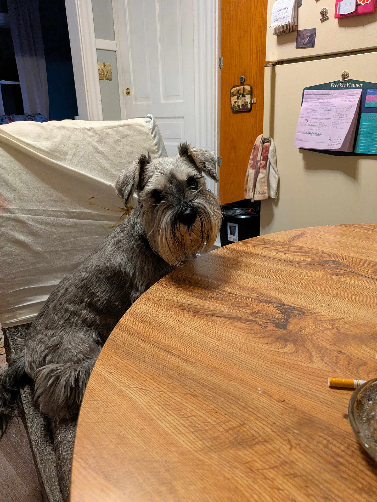 Van is registered to the contest to win money with this photo: animal, canine, chair, curious, dog, domestic_animal, door, fridge, fur, furniture, household, indoor, kitchen, looking, note, pet, schnauzer, seated, table, wooden_table