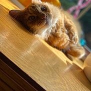 Winston is registered to the contest to win money with this photo: cat, ginger_cat, orange_fur, pet, animal, feline, face, eyes, whiskers, ears, nose, indoors, sunlight, wooden_surface, window, blurred_background, closeup, portrait, relaxed, sleepy