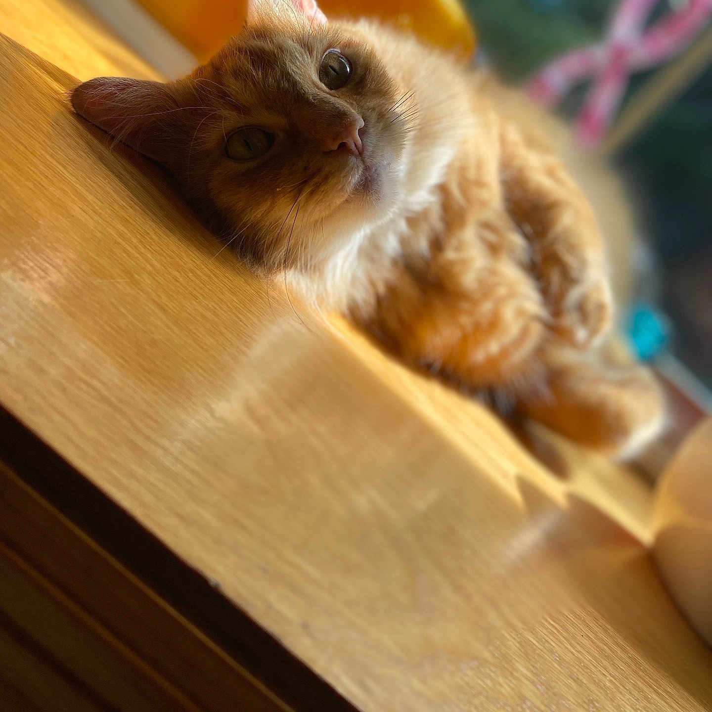 Winston is registered to the contest to win money with this photo: cat, ginger_cat, orange_fur, pet, animal, feline, face, eyes, whiskers, ears, nose, indoors, sunlight, wooden_surface, window, blurred_background, closeup, portrait, relaxed, sleepy