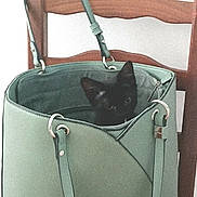Picasso a rejoint le concours — aidez-le/la à gagner de superbes lots ! black_cat, kitten, handbag, green_bag, chair, wooden_chair, indoor, pet, animal, cute, curious, feline, small_cat, domestic_cat, leather_bag, sitting, looking, face, ears, straps
