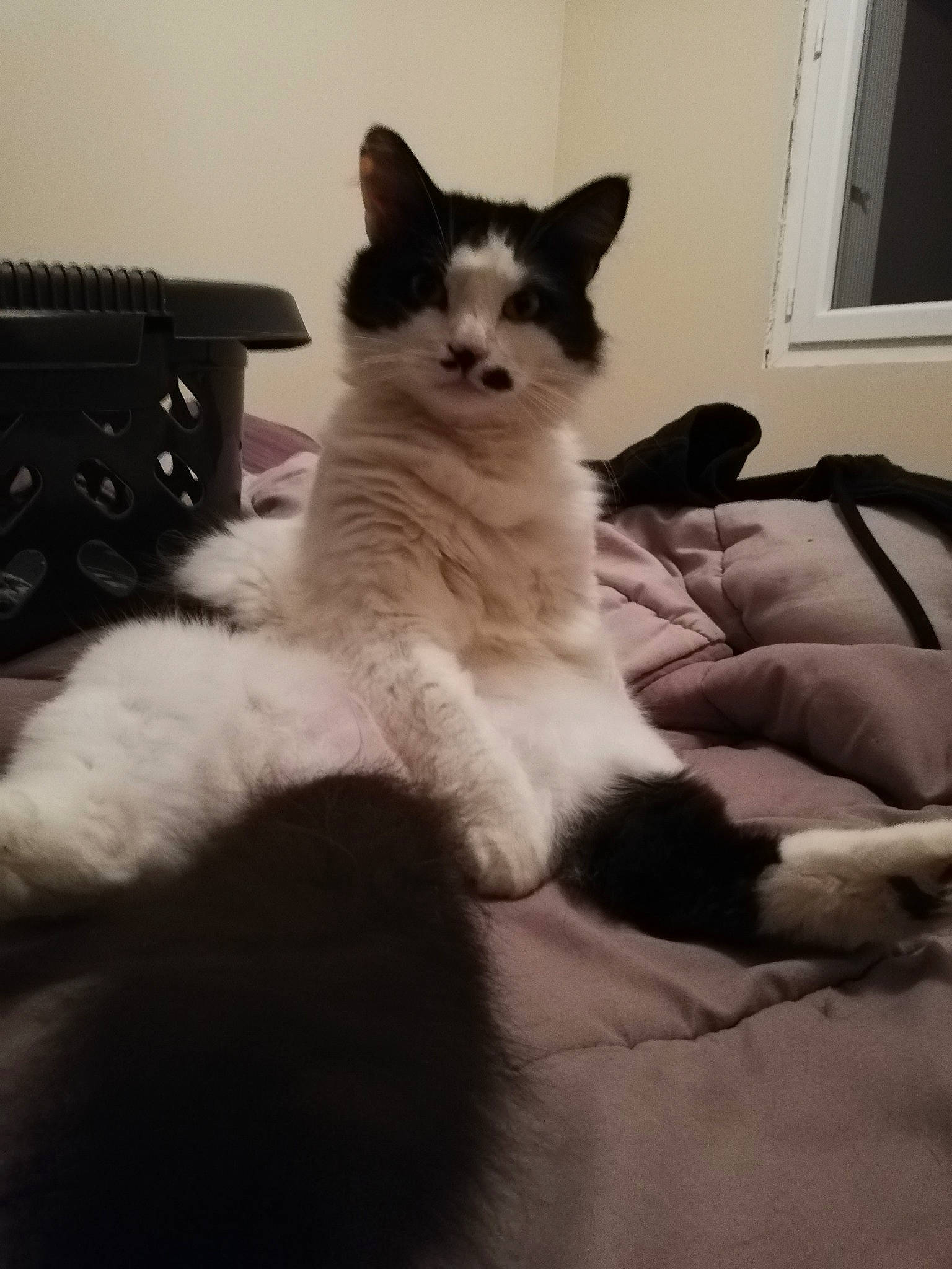 Sanga a rejoint le concours — aidez-le/la à gagner de superbes lots ! carnivore, cat, comfort, computer_keyboard, domestic_short_haired_cat, felidae, flooring, foot, fur, human_leg, input_device, monochrome_photography, office_equipment, paw, peripheral, sitting, small_to_medium_sized_cats, snout, tail, whiskers