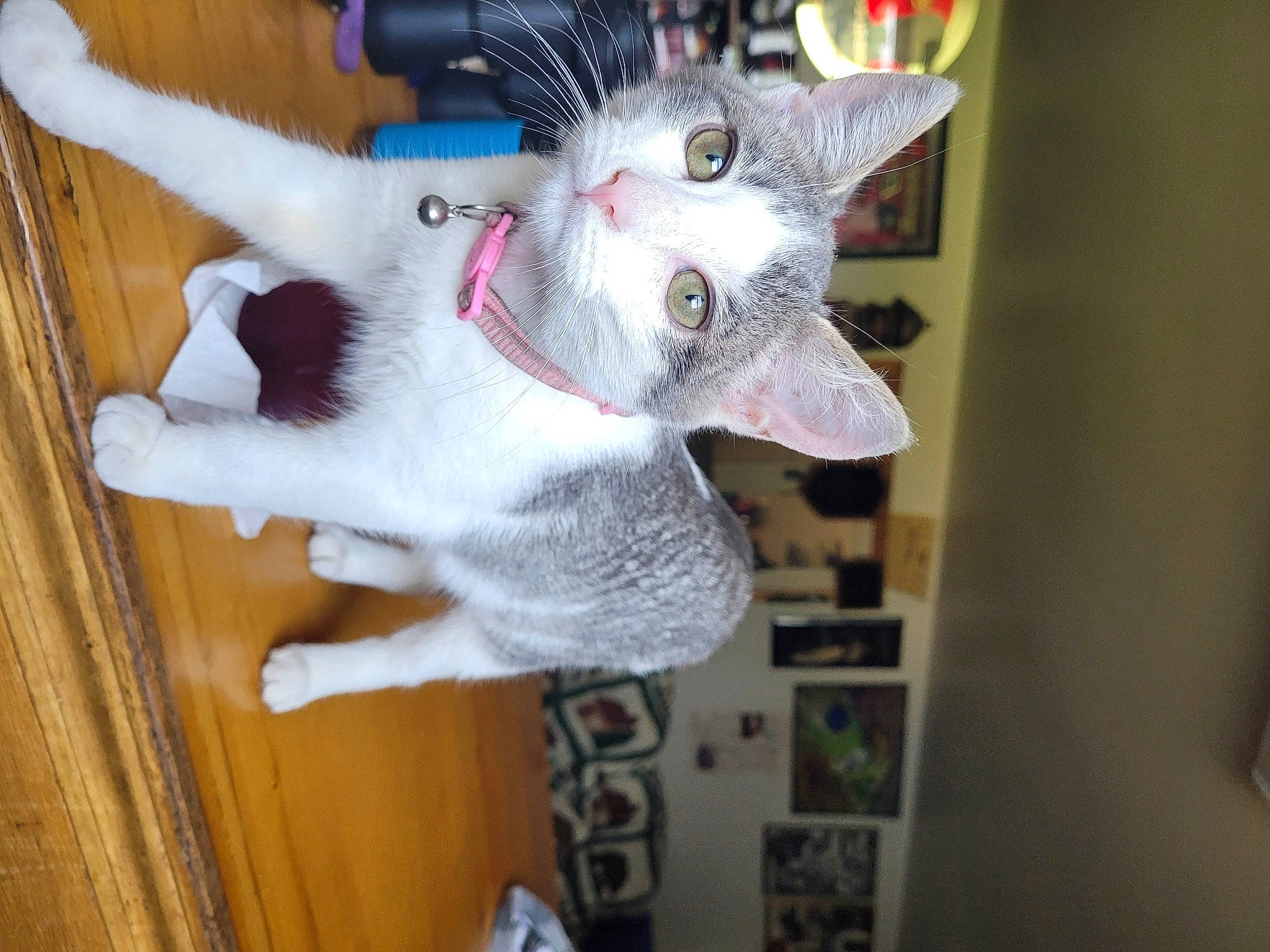 Sassy joined the competition — help win amazing prizes! canidae, carnivore, cat, collar, dog_breed, domestic_short_haired_cat, fawn, felidae, flooring, fur, hardwood, paw, small_to_medium_sized_cats, snout, tail, whiskers, wood