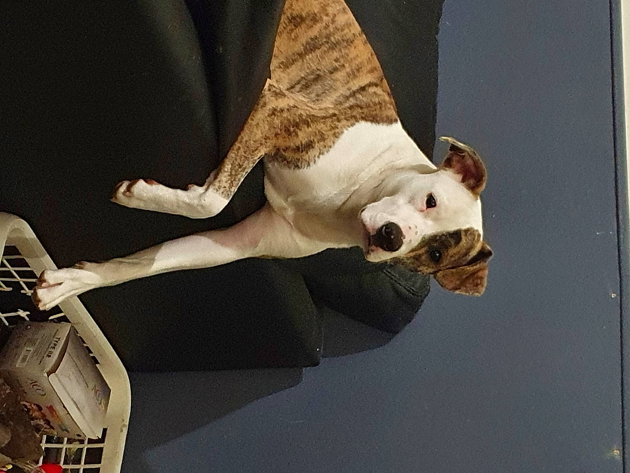 Darko a rejoint le concours — aidez-le/la à gagner de superbes lots ! art, bone, canidae, carnivore, dog_breed, elbow, fawn, felidae, foot, gesture, human_body, human_leg, jaw, knee, performing_arts, sculpture, snout, tail, visual_arts, wood