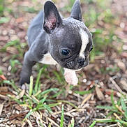 Mini Pearl joined the competition — help win amazing prizes! adorable, animal, black_and_white, blurred_background, close_up, curious, cute, dog, ears, eyes, fur, grass, leaf_litter, nature, outdoor, pet, puppy, small, walking, young