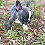 adorable, animal, black_and_white, blurred_background, close_up, curious, cute, dog, ears, eyes, fur, grass, leaf_litter, nature, outdoor, pet, puppy, small, walking, young