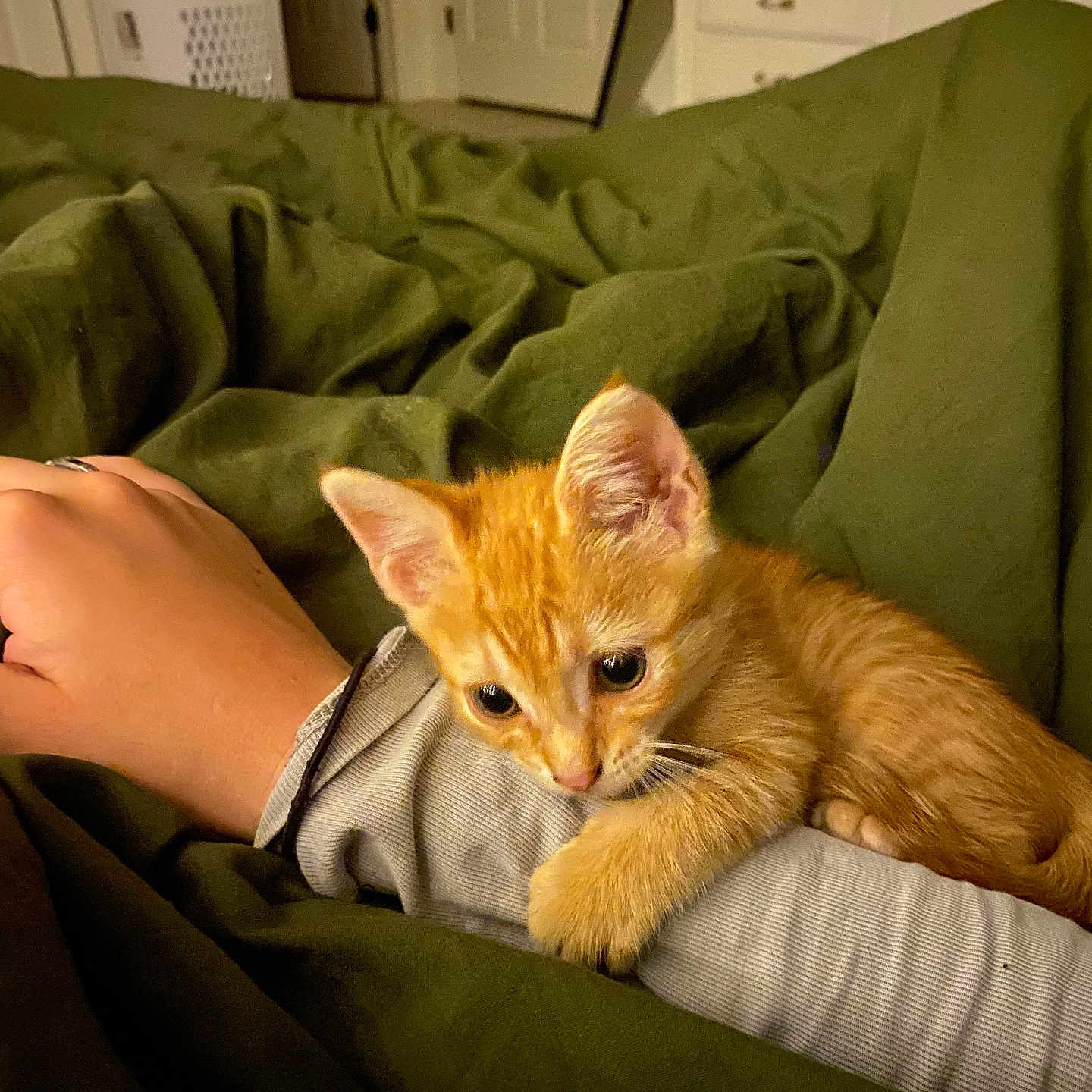 Reaux Saturn joined the competition — help win amazing prizes! animal, bedroom, blanket, claw, comfort, cozy, cute, domestic_animal, feline, fur, human_arm, indoor, kitten, orange_cat, pet, resting, sleepy, small_cat, warm, young_cat