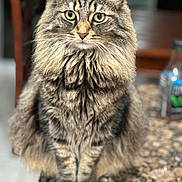 Bowie joined the competition — help win amazing prizes! cat, tabby, fluffy, feline, pet, animal, indoor, countertop, granite, sitting, portrait, whiskers, ears, fur, eyes, curious, closeup, domestic, mammal, house