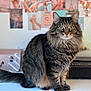Bowie is registered to the contest to win money with this photo: cat, tabby, fluffy, fur, wide_eyes, desk, indoor, decor, photos, background, curious, sitting, portrait, feline, whiskers, ears, tail, soft_light, cozy, household