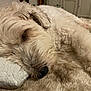 animal, bedroom, calm, close_up, cozy, curly_fur, dog, ear, fur, indoor, light, nose, peaceful, pet, pillow, relaxation, rest, sleeping, soft_texture, whiskers