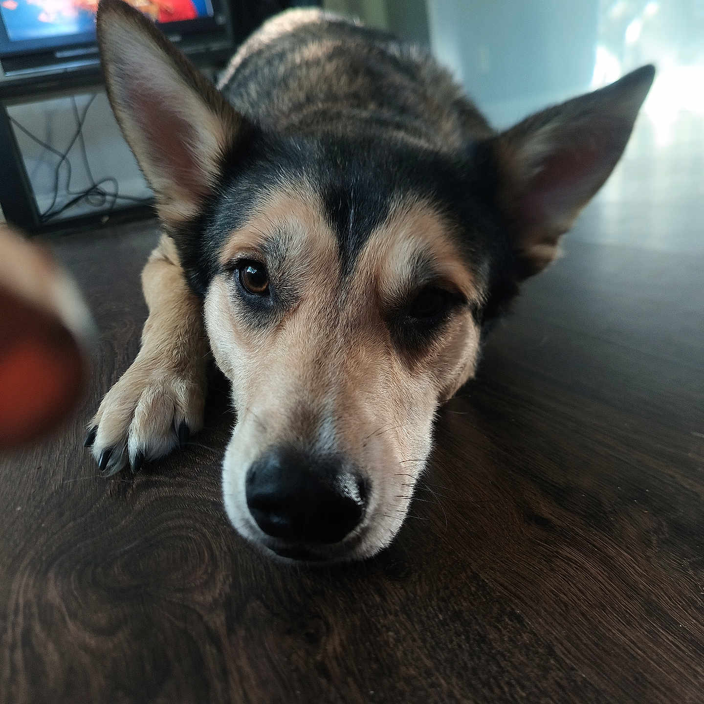 Kod is registered to the contest to win money with this photo: animal, canine, computerhardware, dog, electronics, face, germanshepherd, hardware, hardwood, head, hound, husky, indoors, monitor, person, pet, puppy, screen, tv, wood