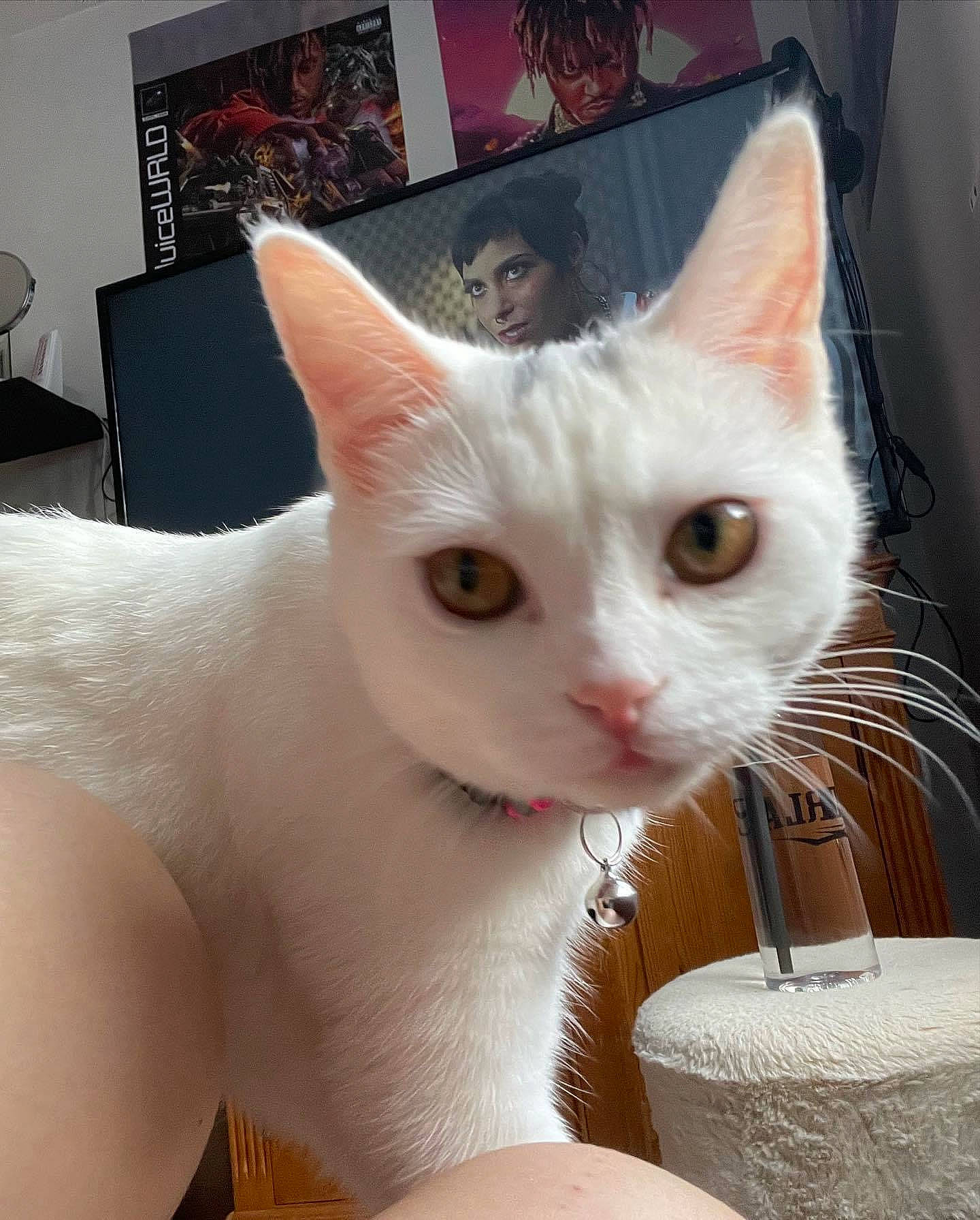 Bubblegum joined the competition — help win amazing prizes! carnivore, cat, cat_supply, claw, domestic_short_haired_cat, ear, eye, fawn, felidae, fur, paw, picture_frame, small_to_medium_sized_cats, snout, tail, whiskers