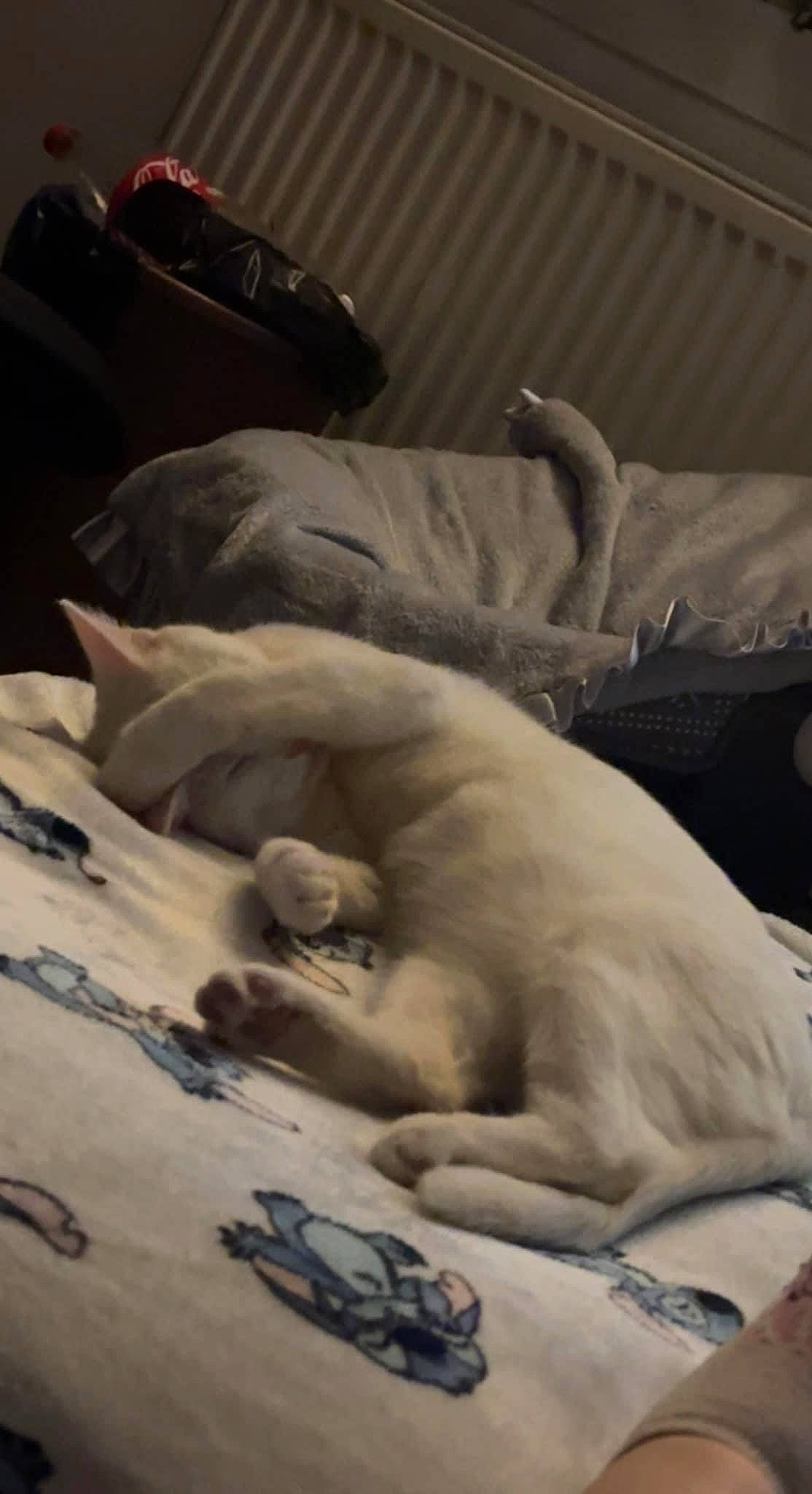 Bubblegum is registered to the contest to win money with this photo: art, barefoot, bedding, carnivore, comfort, companion_dog, dog_breed, felidae, foot, fur, human_leg, linens, luggage_and_bags, room, sculpture, small_to_medium_sized_cats, tail, trunk, whiskers, wrist