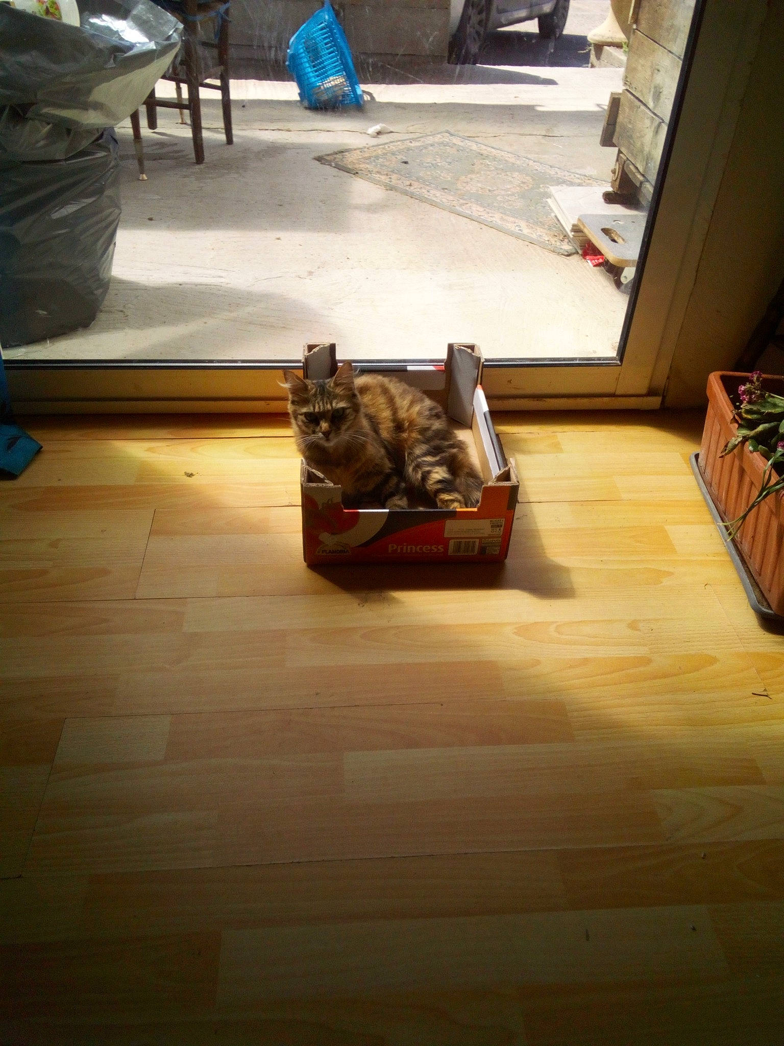 Vanille participe au concours pour gagner de l'argent avec cette photo : asphalt, automotive_design, carpet, floor, flooring, gas, hardwood, human_leg, laminate_flooring, machine, road_surface, room, shadow, sidewalk, sitting, tile, tints_and_shades, wood, wood_flooring, wood_stain