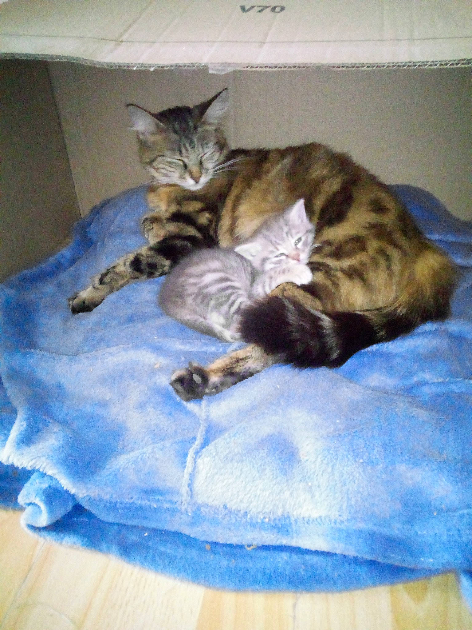 Vanille participe au concours pour gagner de l'argent avec cette photo : bed, carnivore, cat, claw, comfort, domestic_short_haired_cat, electric_blue, fawn, felidae, fur, linens, nap, paw, room, sleep, small_to_medium_sized_cats, tail, terrestrial_animal, textile, whiskers