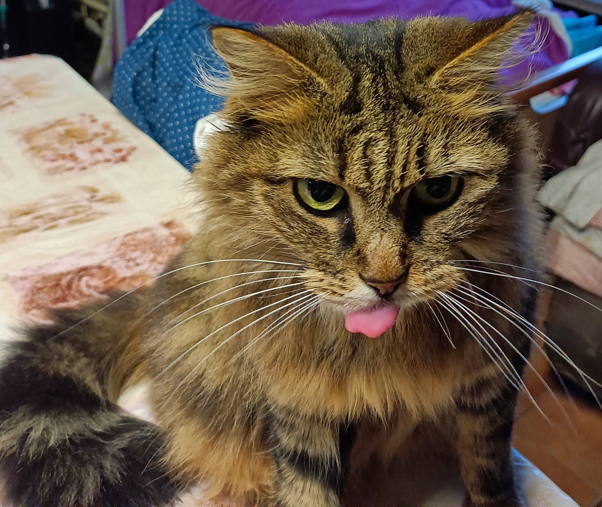 Vanille participe au concours pour gagner de l'argent avec cette photo : carnivore, cat, claw, domestic_short_haired_cat, felidae, foot, fur, paw, plant, small_to_medium_sized_cats, snout, terrestrial_animal, whiskers