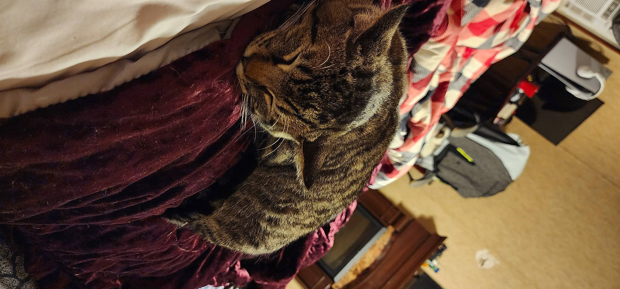 Moomoo is registered to the contest to win money with this photo: bag, carmine, carnivore, cat, collar, domestic_short_haired_cat, fawn, felidae, fur, linens, magenta, military_camouflage, pattern, rope, sleeve, small_to_medium_sized_cats, thread, whiskers, wood, woolen