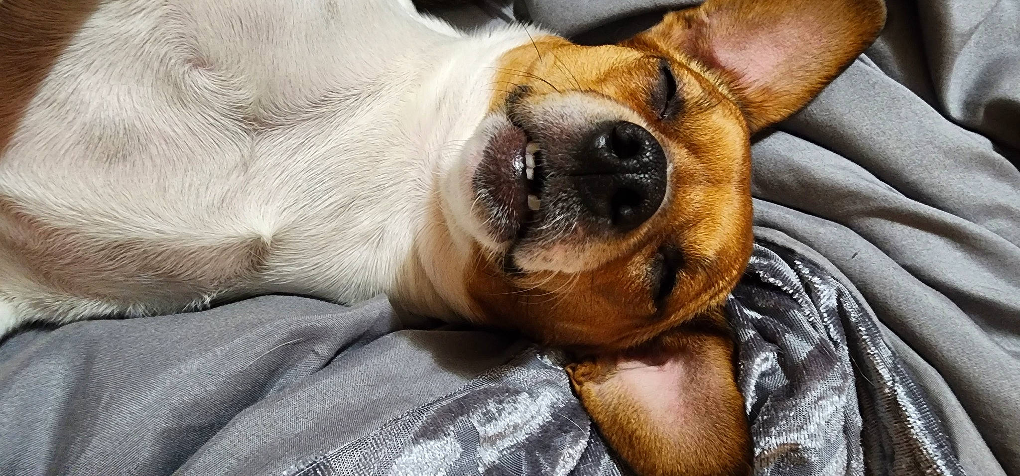 Mimi joined the competition — help win amazing prizes! carnivore, comfort, companion_dog, couch, dog, dog_breed, ear, fawn, fur, guard_dog, nap, paw, puppy_love, sleep, snout, sporting_group, toy_dog, whiskers, working_animal, wrinkle