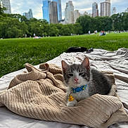 Loki is registered to the contest to win money with this photo: kitten, cat, blanket, park, grass, cityscape, skyline, trees, outdoor, nature, cloudy_sky, urban, pet, animal, collar, cute, resting, relaxing, daytime, soft_texture