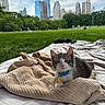 kitten, cat, blanket, park, grass, cityscape, skyline, trees, outdoor, nature, cloudy_sky, urban, pet, animal, collar, cute, resting, relaxing, daytime, soft_texture