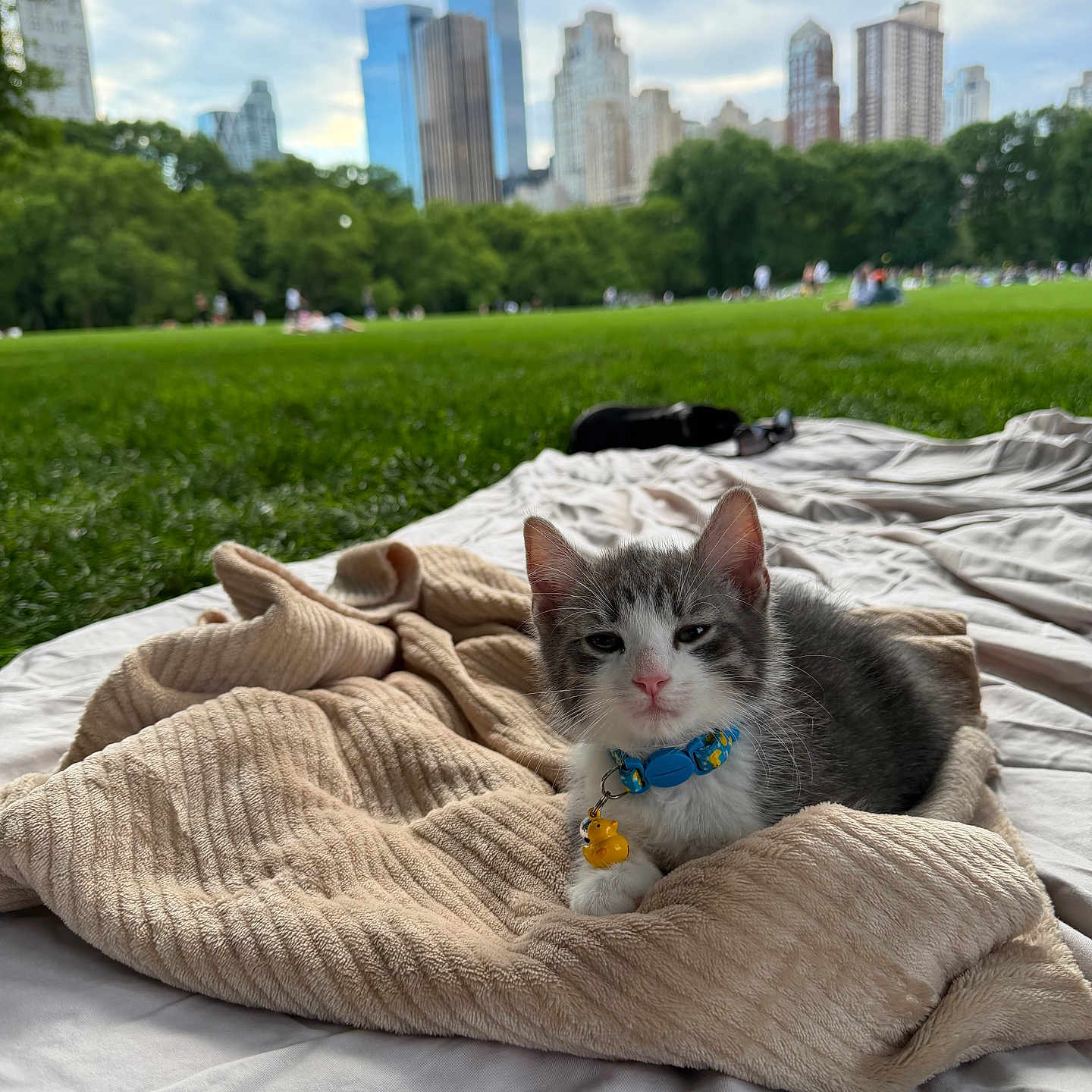 Loki is registered to the contest to win money with this photo: kitten, cat, blanket, park, grass, cityscape, skyline, trees, outdoor, nature, cloudy_sky, urban, pet, animal, collar, cute, resting, relaxing, daytime, soft_texture