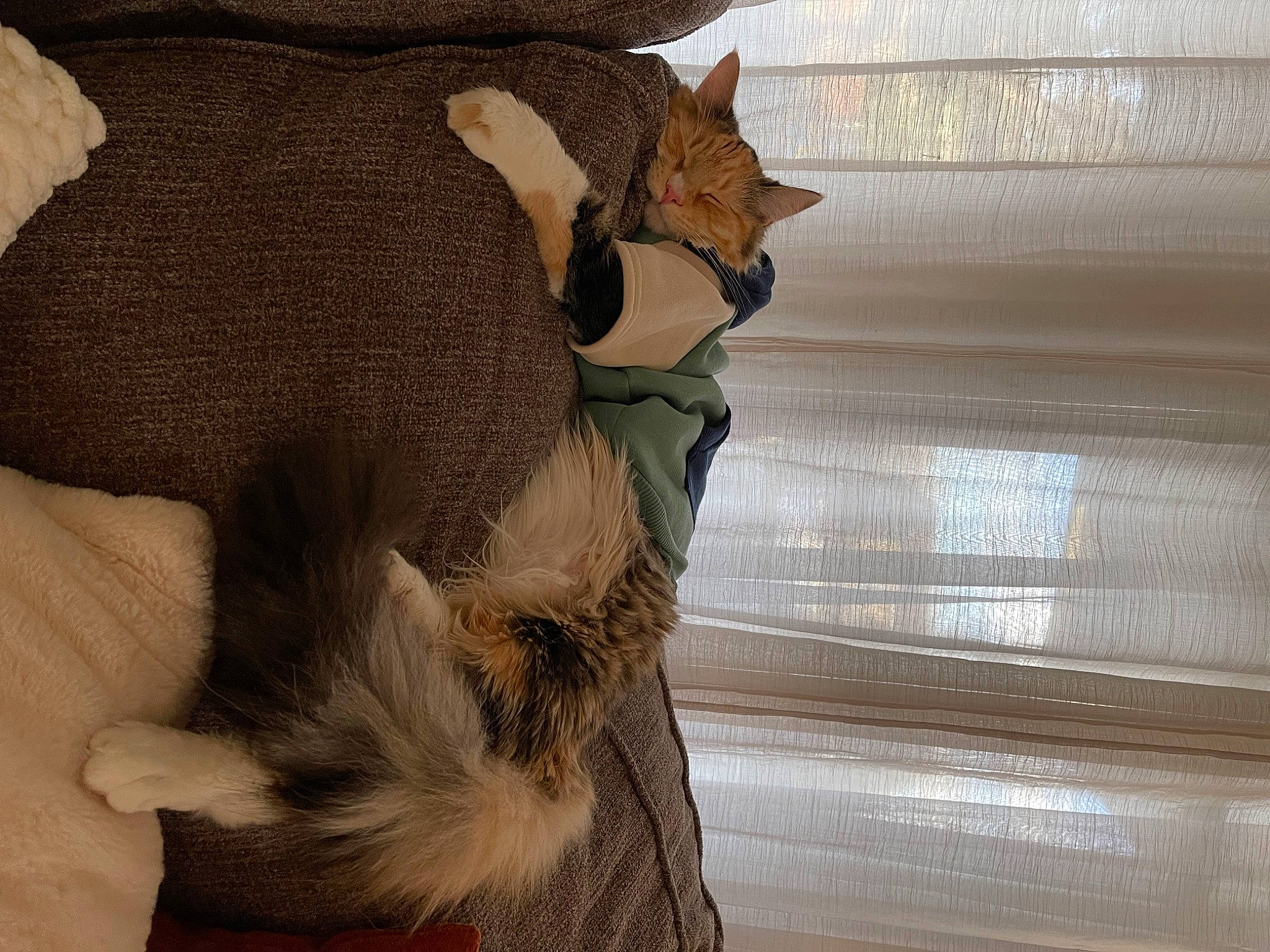 Josie is registered to the contest to win money with this photo: carnivore, comfort, curtain, domestic_short_haired_cat, fawn, felidae, fur, hardwood, linens, small_to_medium_sized_cats, tail, terrestrial_animal, tints_and_shades, whiskers, window, window_blind, window_covering, window_treatment, wood, working_animal