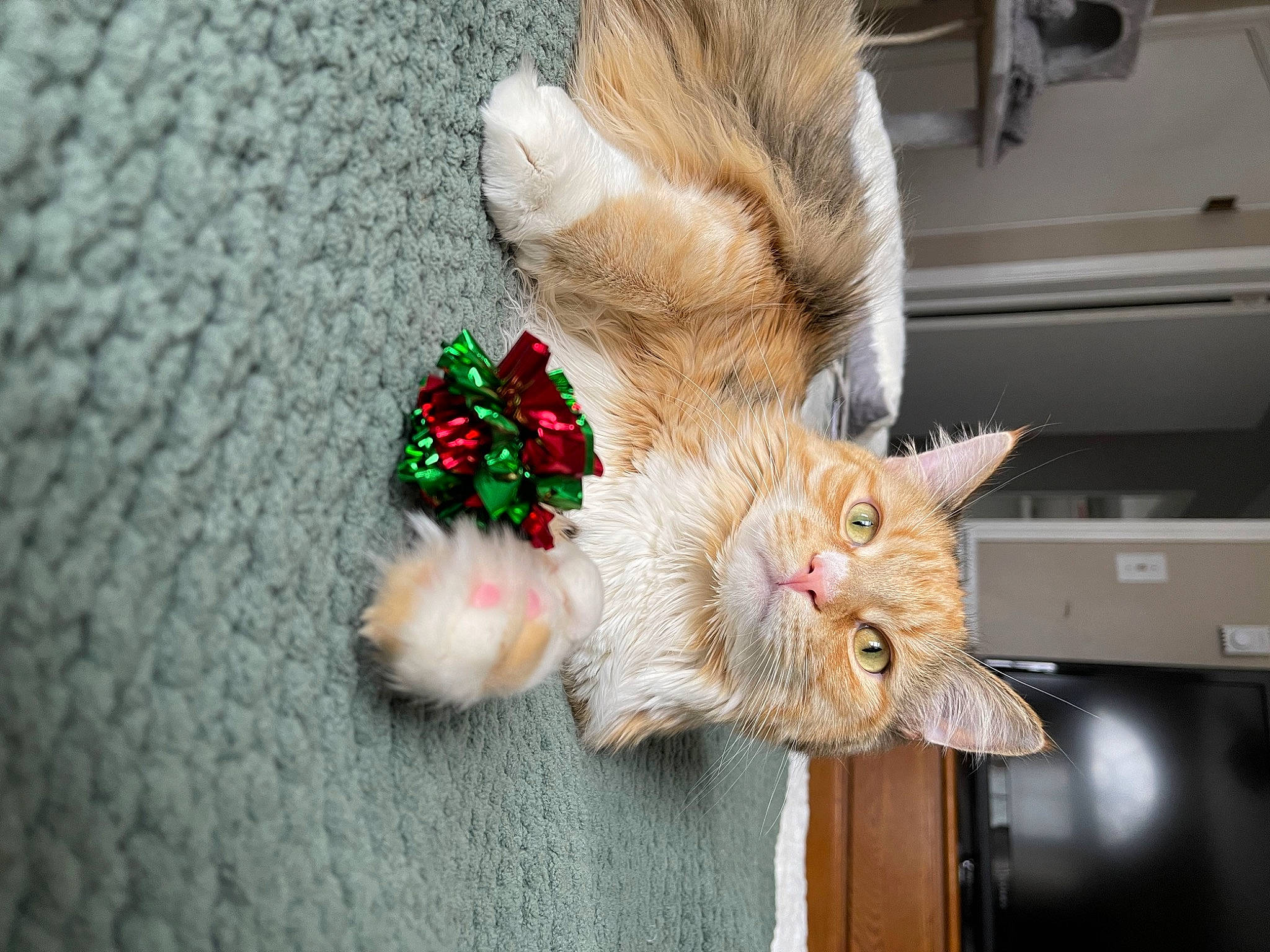 Josie is registered to the contest to win money with this photo: canidae, carnivore, cat, claw, companion_dog, domestic_short_haired_cat, fawn, feather, felidae, foot, fur, human_leg, paw, plant, small_to_medium_sized_cats, snout, sporting_group, tail, whiskers, wood