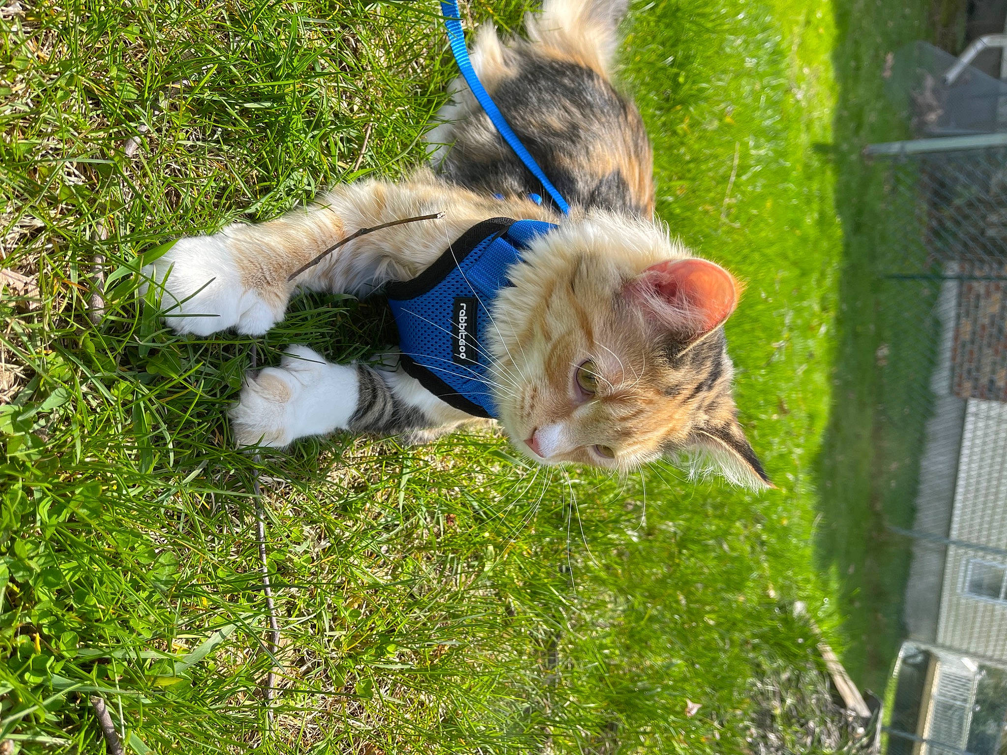 Josie joined the competition — help win amazing prizes! canidae, carnivore, cat, claw, companion_dog, dog_breed, domestic_short_haired_cat, electric_blue, fawn, felidae, fur, grass, plant, small_to_medium_sized_cats, snout, sporting_group, tail, terrestrial_animal, whiskers, wildlife