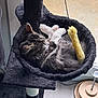 animal, canine, cat, dog, dogbed, furniture, kitten, person, pet, sleeping