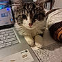 animal, cat, computer, computerhardware, computerkeyboard, couch, desk, electronics, furniture, hardware, hardwood, kitten, laptop, manx, monitor, pc, pet, screen, table, wood