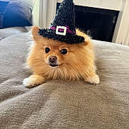 Stella joined the competition — help win amazing prizes! animal, black_hat, costume, couch, cute, decor, dog, face, fluffy, fur, gray_surface, halloween, hat, holiday, indoors, pet, pomeranian, purple_band, small_dog, witch_hat