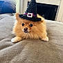 animal, black_hat, costume, couch, cute, decor, dog, face, fluffy, fur, gray_surface, halloween, hat, holiday, indoors, pet, pomeranian, purple_band, small_dog, witch_hat