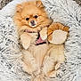 Stella is registered to the contest to win money with this photo: animal, bed, comfortable, cozy, cute, dog, fluffy, fur, indoor, lying_down, pet, pink_harness, pomeranian, relaxed, resting, sleepy, small_dog, soft, stuffed_toy, toy