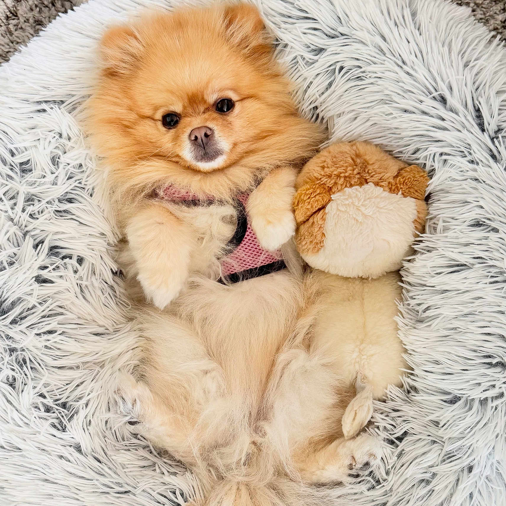 Stella is registered to the contest to win money with this photo: animal, bed, comfortable, cozy, cute, dog, fluffy, fur, indoor, lying_down, pet, pink_harness, pomeranian, relaxed, resting, sleepy, small_dog, soft, stuffed_toy, toy