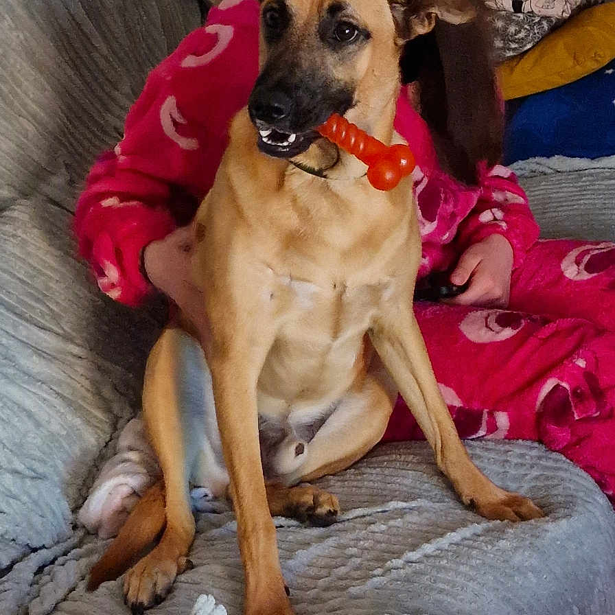 Upsy participe au concours pour gagner de l'argent avec cette photo : animal, blanket, brown_dog, casual_clothing, couch, cozy, dog, fireplace, furniture, glasses, home, indoor, person, pet, pillow, playful, plush, relaxing, seated, toy