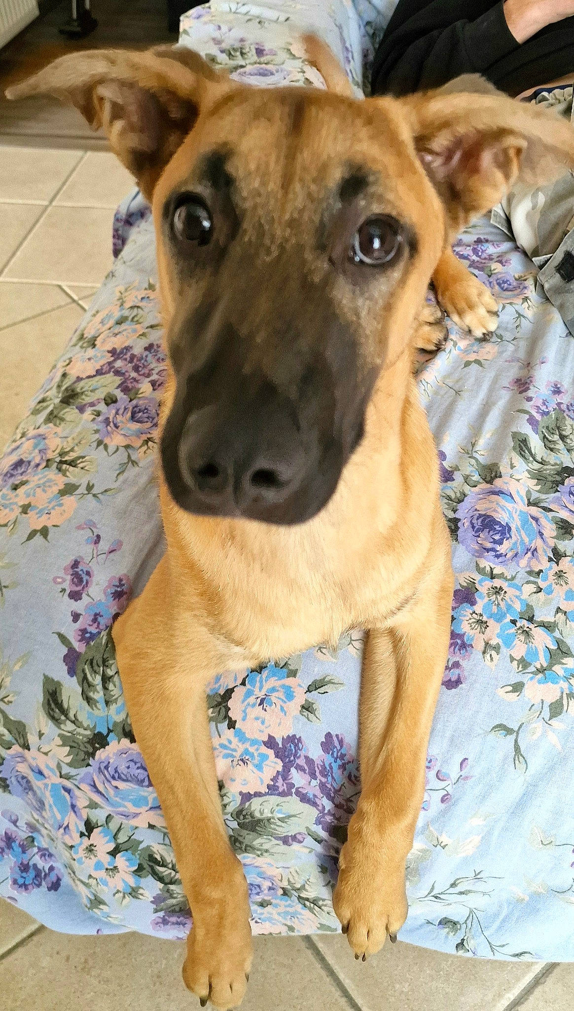 Upsy a rejoint le concours — aidez-le/la à gagner de superbes lots ! ancient_dog_breeds, canidae, carnivore, collar, companion_dog, dog, dog_breed, dog_collar, dog_supply, fawn, guard_dog, linens, non_sporting_group, pet_supply, sighthound, snout, whiskers, working_animal, working_dog