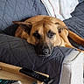 Upsy a rejoint le concours — aidez-le/la à gagner de superbes lots ! armrest, blanket, brown_dog, canine, couch, cozy, dog, domestic_animal, furniture, home, indoor, living_room, looking_at_camera, lying_down, pet, quilted_cover, relaxed, remote_control, resting, wooden_tray