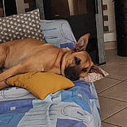Upsy participe au concours pour gagner de l'argent avec cette photo : blanket, brown_dog, comfort, couch, decor, dog, domestic, door, ears, floor_tiles, furniture, home, indoor, living_room, patterned_fabric, pet, pillow, relaxed, resting, tile_floor